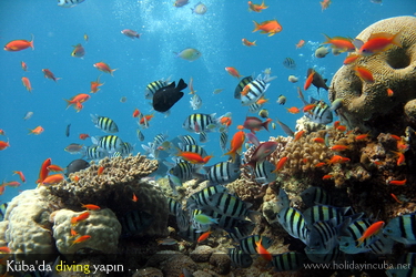 Kba Scuba Diving Yzme Sualt Dnyas