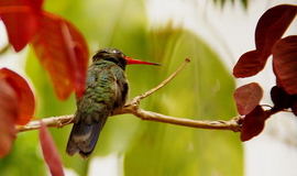 P�nar Del Rio K�ba